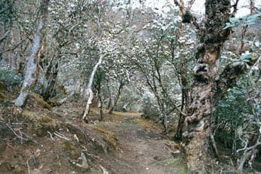 Trekking in Nepal