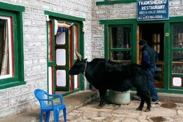 Trekking in Nepal