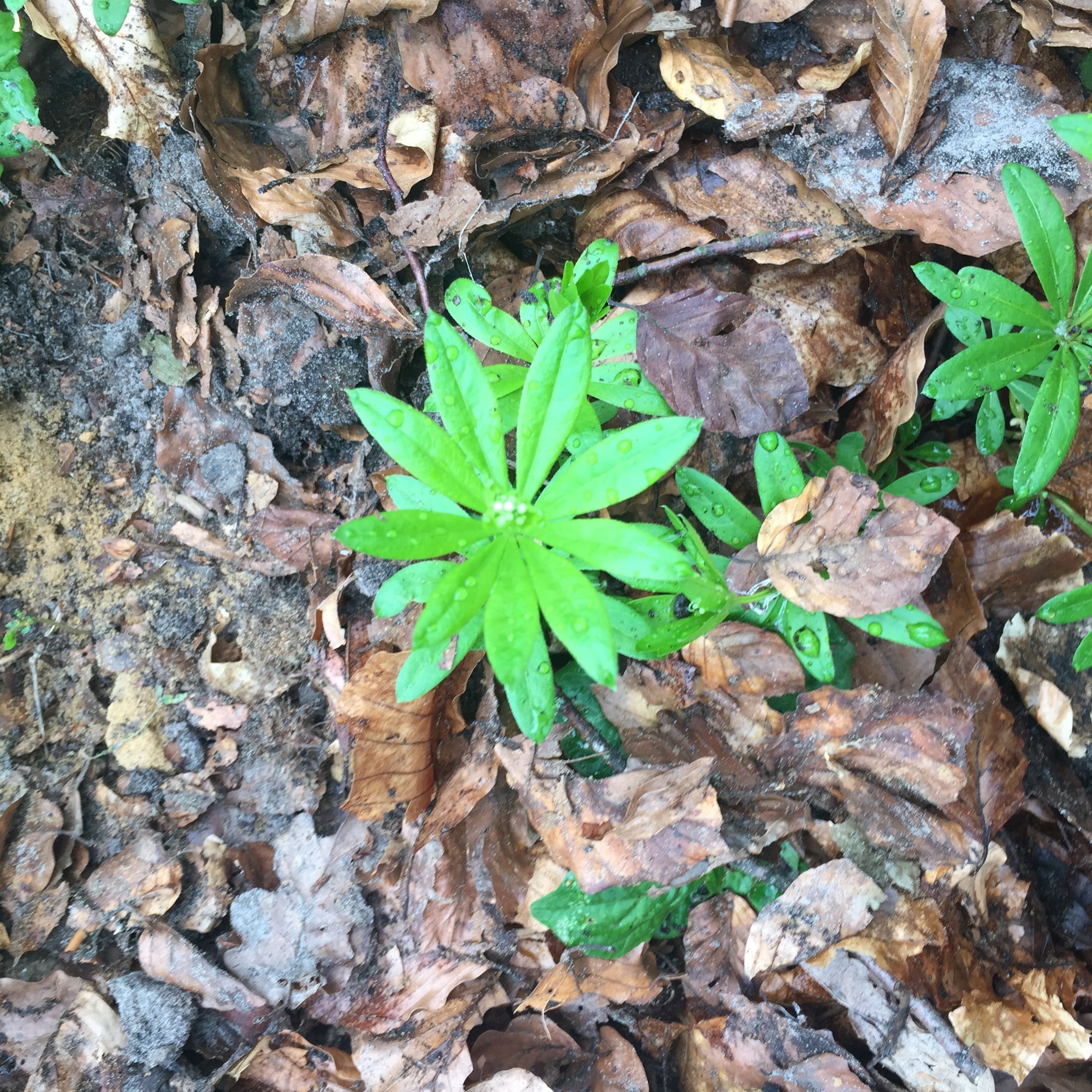 Waldmeister